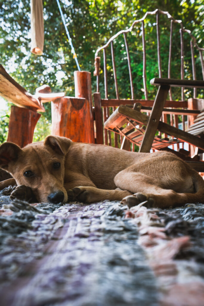 Guest Inn Avendra dog