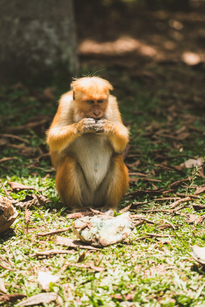 Kandy Botanical Garden monkey