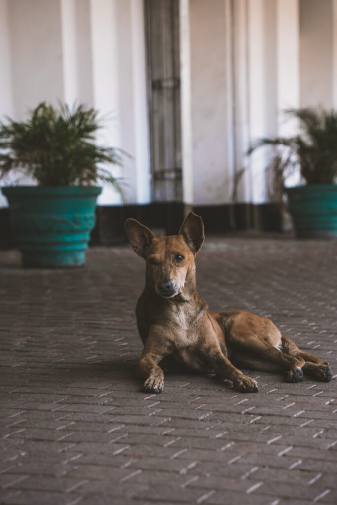 Dog at platform at Kandy Railway Station