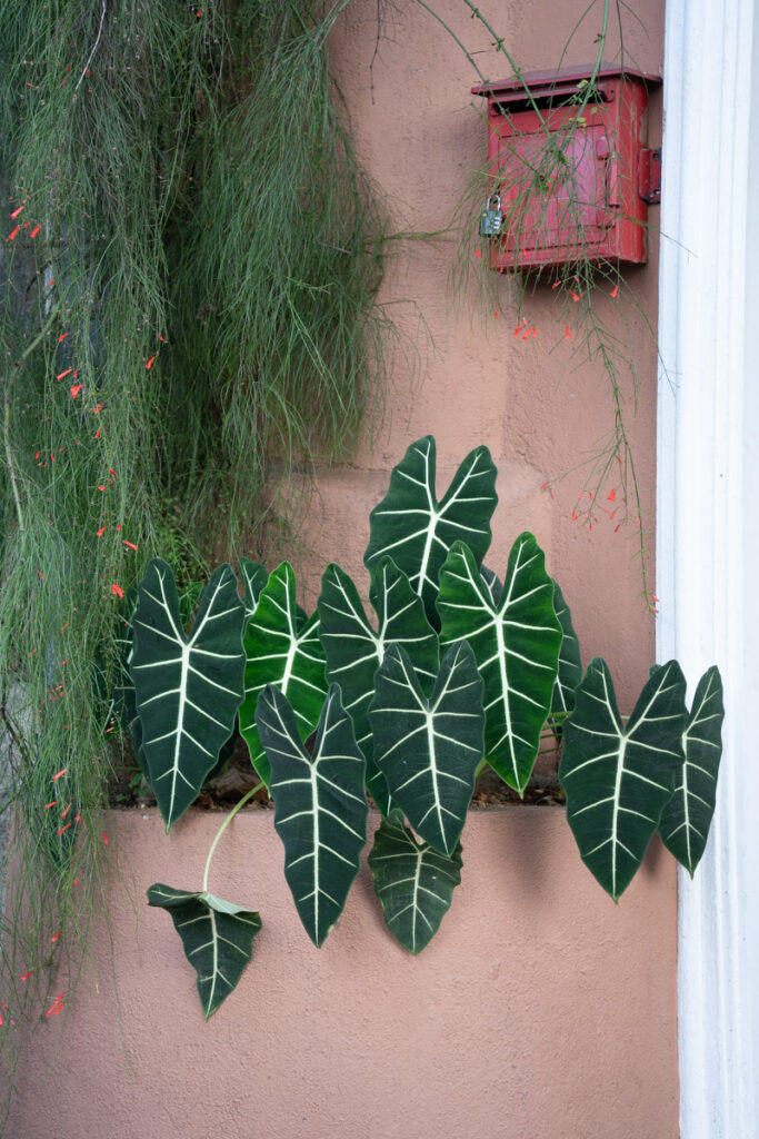 Plants in Kandy streets