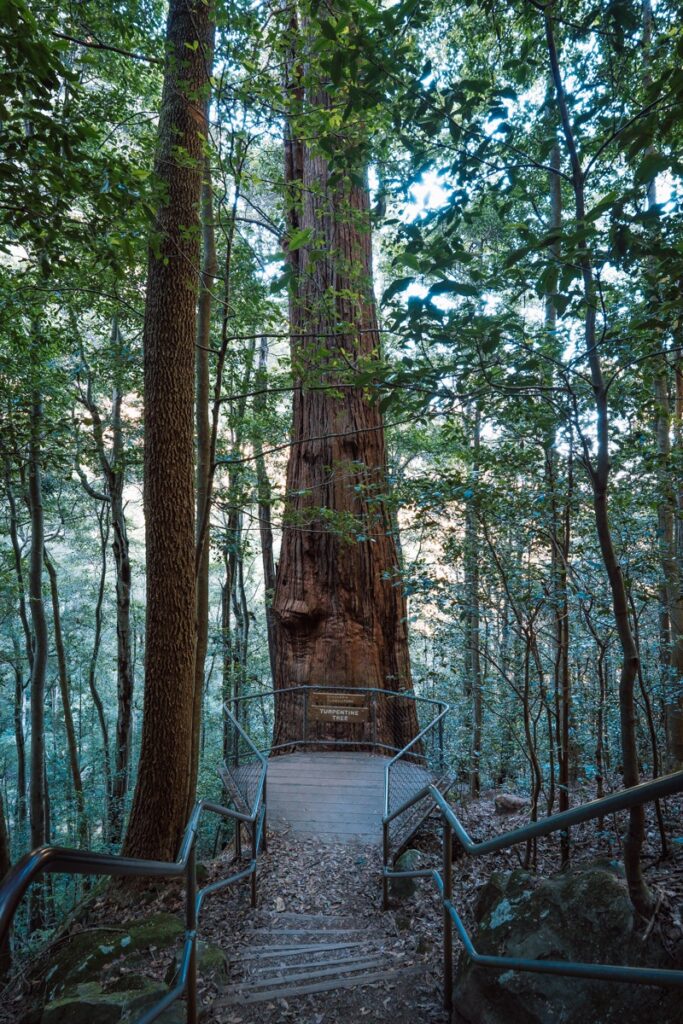Turpentine tree in Blue Mountains