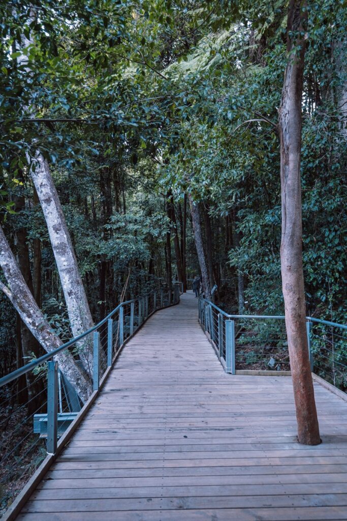 Accessible walk down in the valley at scenic world