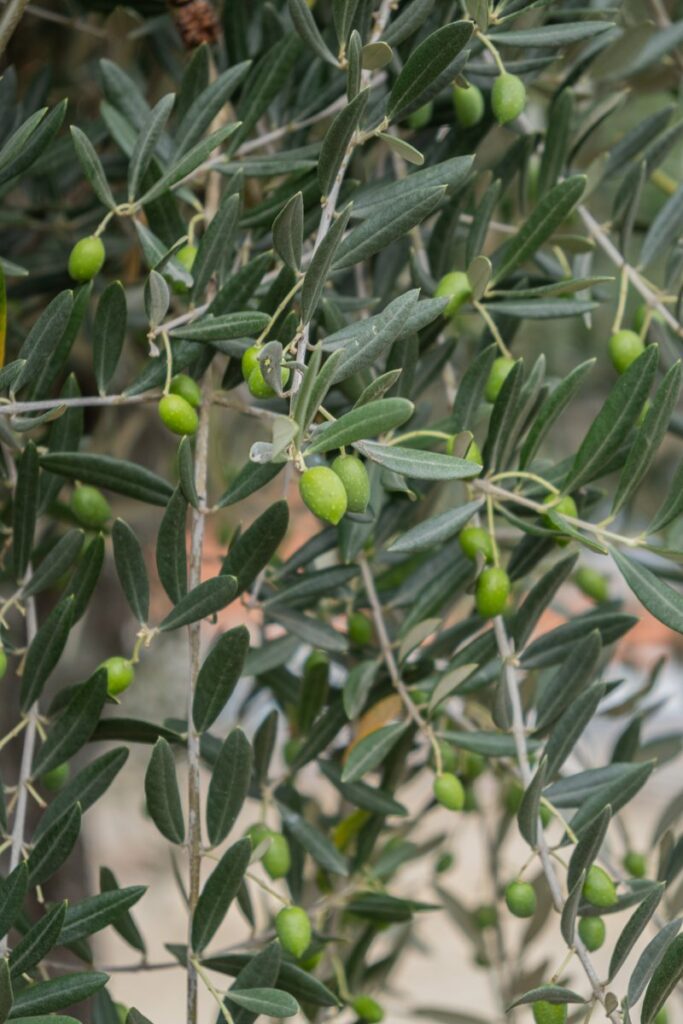 Quinta Da Foz olive trees