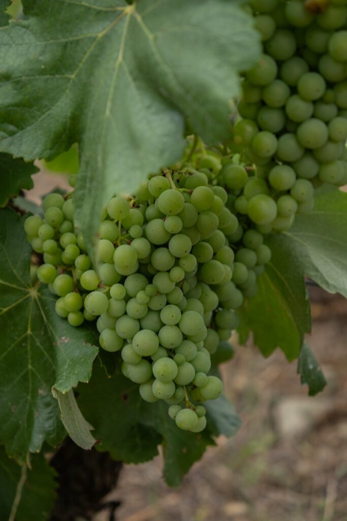 Quinta Da Foz grapes