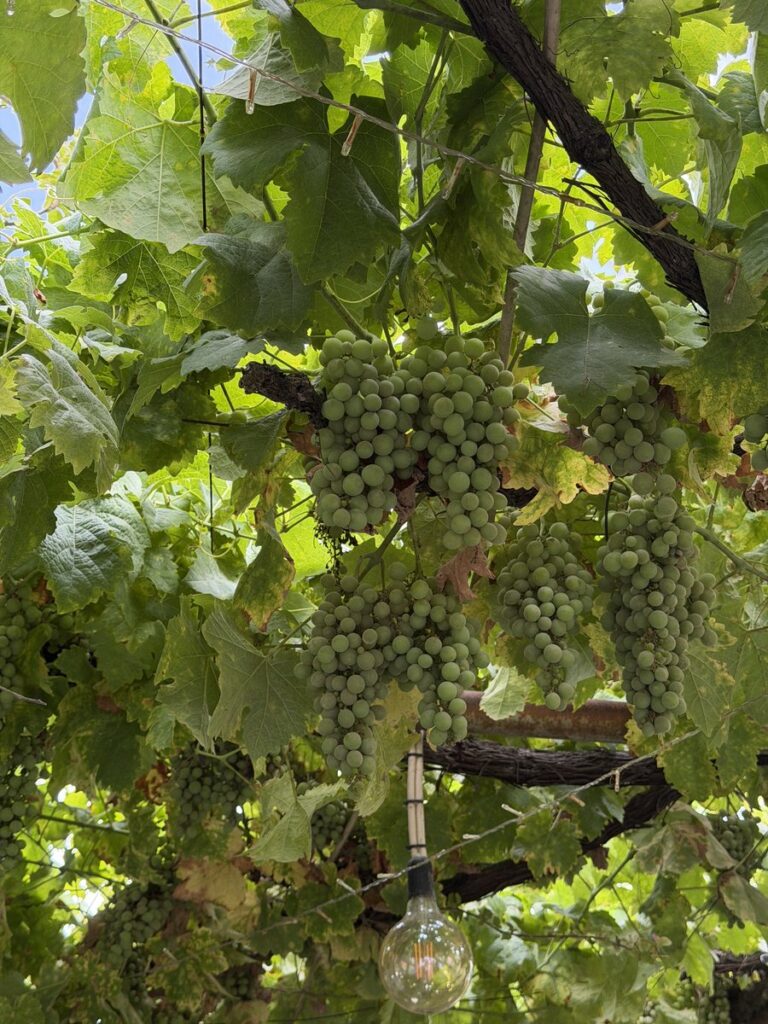 Ceiling of grapes at Casa do Escritor